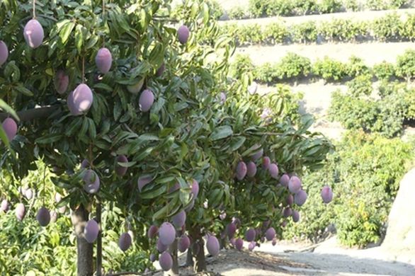 Andalusia mango harvest up 25%