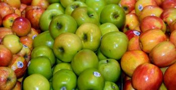 EU apple sector looks forward to record harvest