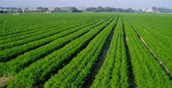 Moroccan farmers shift from tomatoes to other crops