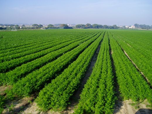 Moroccan farmers shift from tomatoes to other crops