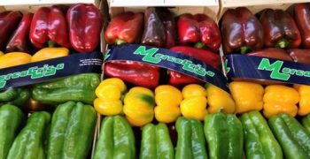 Murcia’s pepper production continues to grow at 5% annually