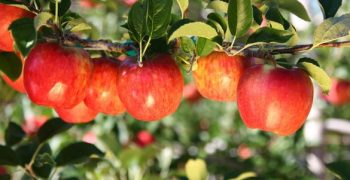 Domex Superfresh Growers with 15% of organic apples and 35% volumes on exports