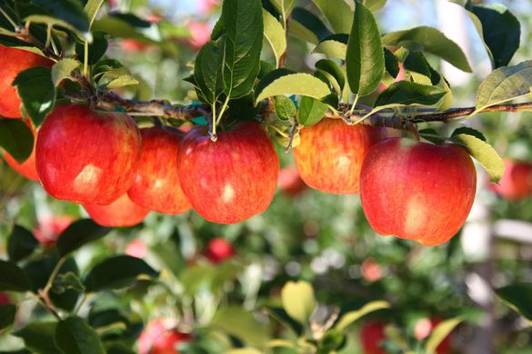 Domex Superfresh Growers with 15% of organic apples and 35% volumes on exports