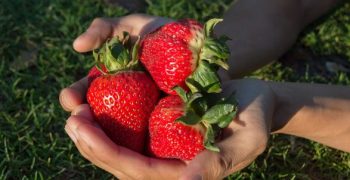 UC Davis Selects Global Plant Genetics, Ltd. for Strawberry Licensing in Europe, Mediterranean and South America