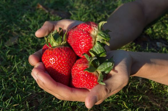 UC Davis Selects Global Plant Genetics, Ltd. for Strawberry Licensing in Europe, Mediterranean and South America