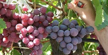 EU grape production to rise 7.1% in 2018