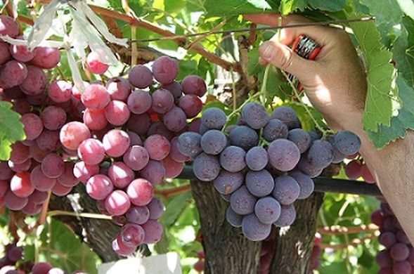 EU grape production to rise 7.1% in 2018