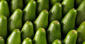 Australian avocado production booming
