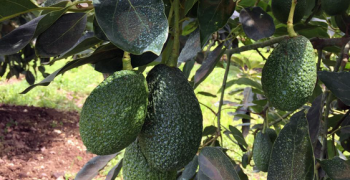 Mexico’s avocado exports remain stable in 2018/19 despite strikes