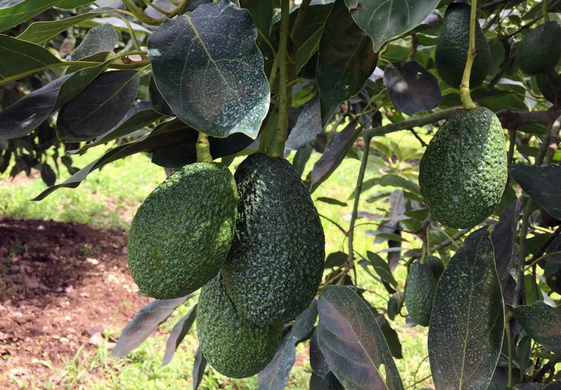 Mexico’s avocado exports remain stable in 2018/19 despite strikes