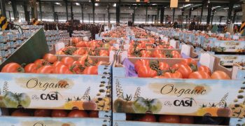 CASI redoubles commitment to organic farming this campaign
