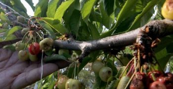 Chile’s cherry exports hit by hail