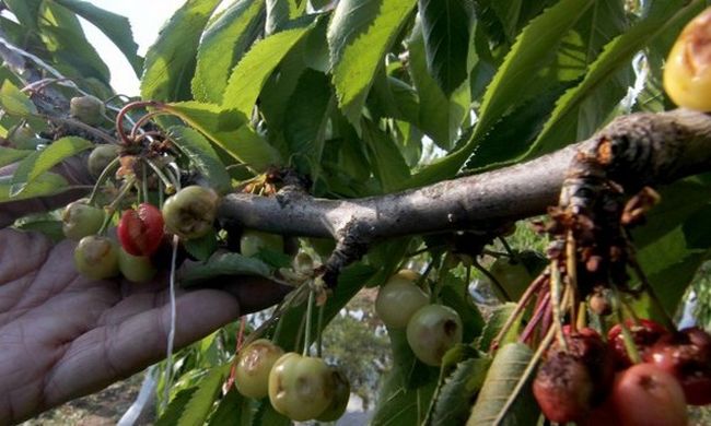 Chile’s cherry exports hit by hail