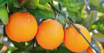 China’s orange crop 3% larger in 2017/18