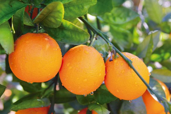 China’s orange crop 3% larger in 2017/18