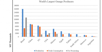 Egypt’s orange exports climb 7%