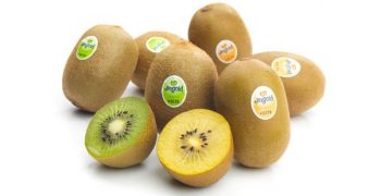 Italian kiwi production back to normal