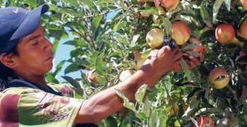 Argentina’s apple and pear crops rise despite smaller production area