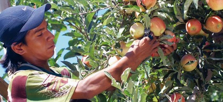 Argentina’s apple and pear crops rise despite smaller production area