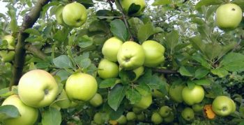Romania apple crop up 50%