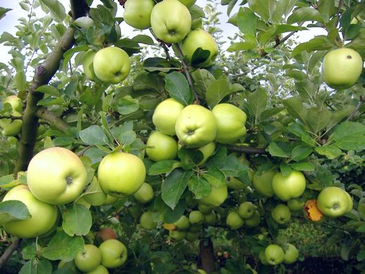 Romania apple crop up 50%