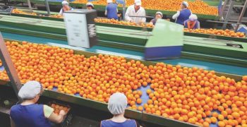 Spain’s citrus sector calls for protests at low prices and unfair competition