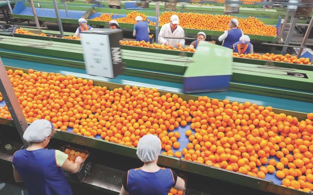 Spain’s citrus sector calls for protests at low prices and unfair competition