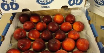South African stone fruit exports down