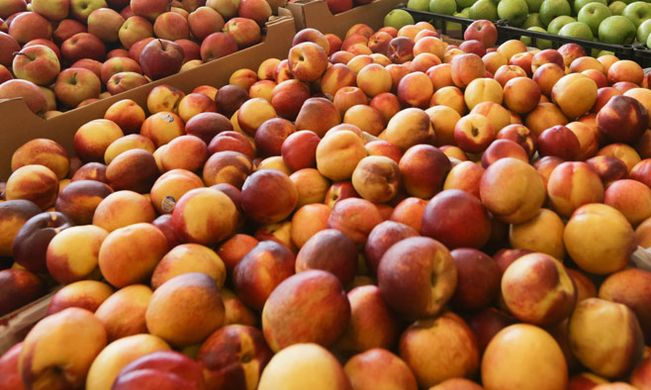 EU peach and nectarine producers face competition from other summer fruits