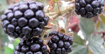 Mexico’s berry exports reach US$2.1 billion