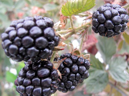 Mexico’s berry exports reach US$2.1 billion