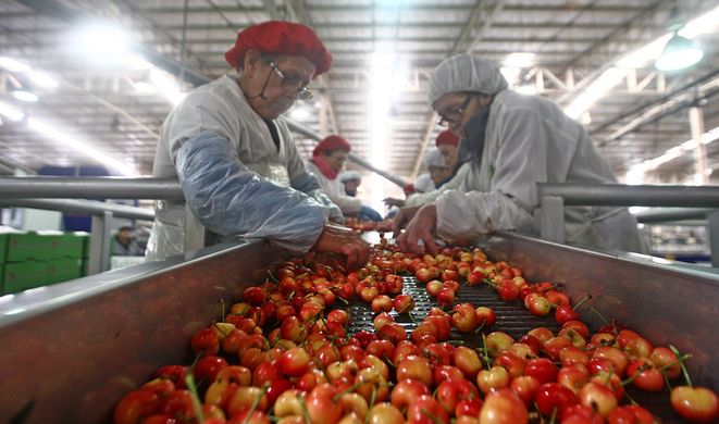 Exports of Chilean fruit rise 11% in 2018