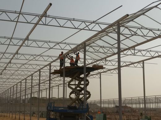 Egypt to expand greenhouse agriculture and boost date production