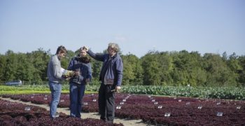 New downy mildew resistance could give organic lettuce growers more certainty