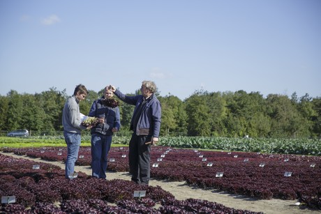 New downy mildew resistance could give organic lettuce growers more certainty