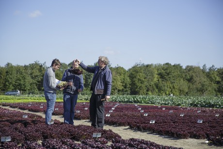 New downy mildew resistance could give organic lettuce growers more certainty