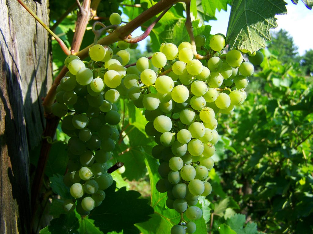 STK Welcomes French Wine Growers to Israel for Sustainable Solutions