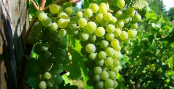 STK Welcomes French Wine Growers to Israel for Sustainable Solutions