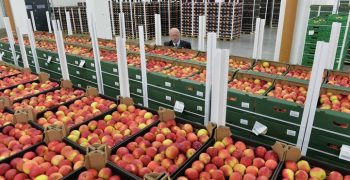 EU support for Polish apples – a demand to restore market balance