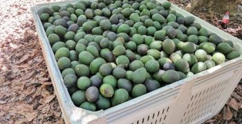 Heatwave leads to 48% drop in California avocado crop