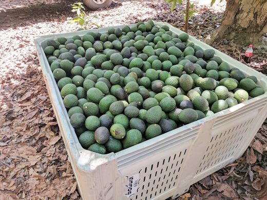 Heatwave leads to 48% drop in California avocado crop