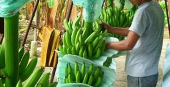 Ecuador sets new banana export record