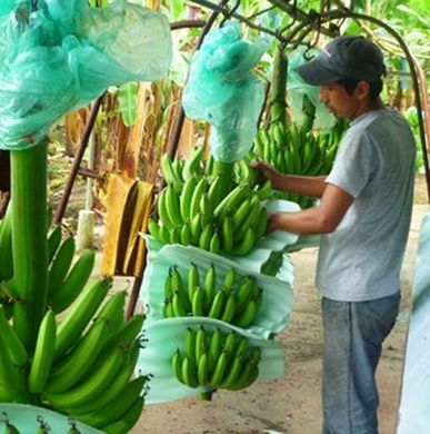 Calls for supply regulation to protect banana prices 