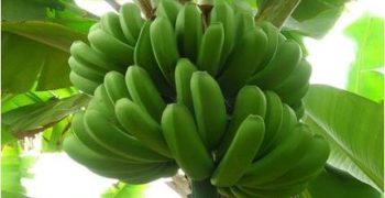 Colombian banana exports rise 2.5% despite weather issues