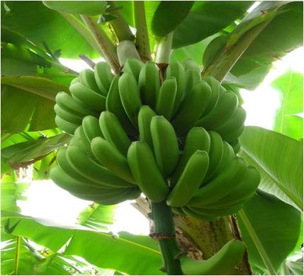 Colombian banana exports rise 2.5% despite weather issues