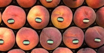 Catalonia to reduce stone fruit area by 10%