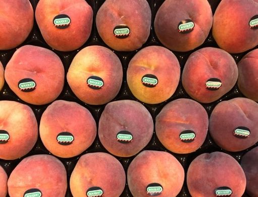 Catalonia to reduce stone fruit area by 10%