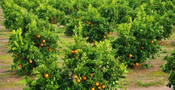 Slump in Spanish citrus crop