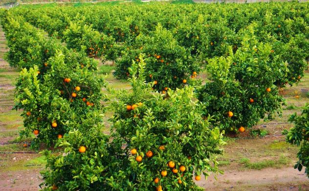 Slump in Spanish citrus crop