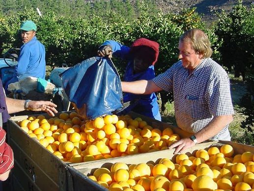 No end in sight for boom in South African citrus production